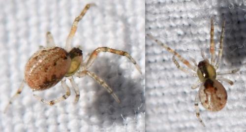 Anelosimus sp.